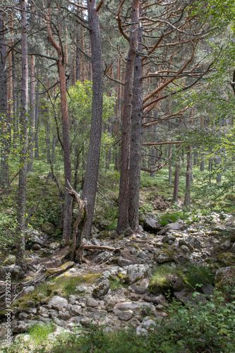 stone path between green trees