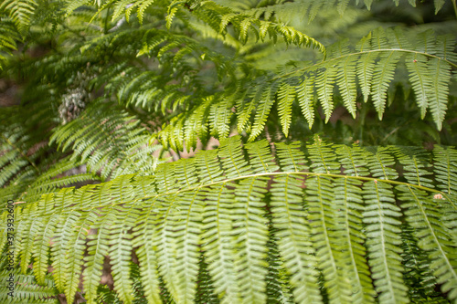 green fern background or texture