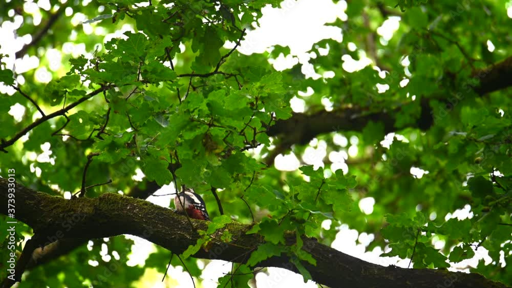 a great spotted woodpecker (Picoides major) on a branch high in the treetop is cleaning itself a great spotted woodpecker (Picoides major) on a branch high in the treetop is cleaning itself