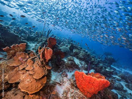 Wallpaper Mural Bait ball / school of fish in turquoise water of coral reef in Caribbean Sea / Curacao with big orange sponge Torontodigital.ca