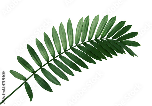 Cardboard palm or Zamia furfuracea or Mexican cycad leaf, Tropical foliage isolated on white background, with clipping path  