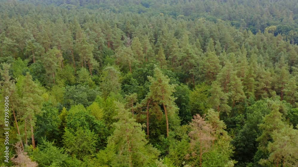 Aerial view of the forest under clouds during the summer. Texture of green tree forest view from above. Video from quadrocopter. Aerial view of the forest under clouds during the summer. Texture of green tree forest view from above. Video from quadrocopter.