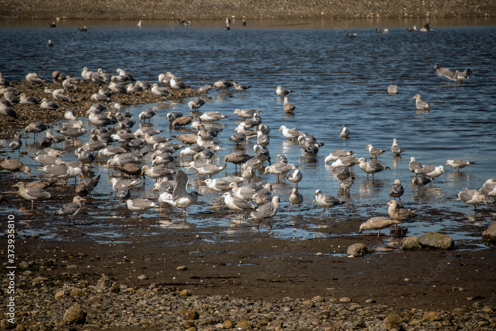 flock of seagulls bathing and feeding 