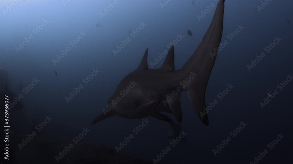 Spectacular scene of large tail swaying undersea of shiny grey nurse