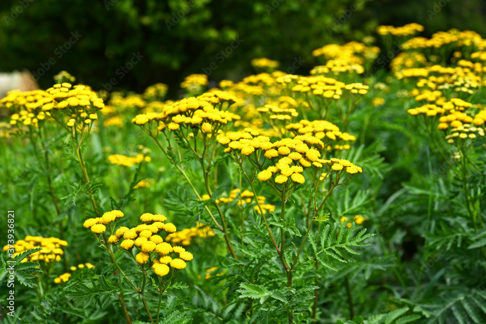 Obraz premium Tanacetum vulgare