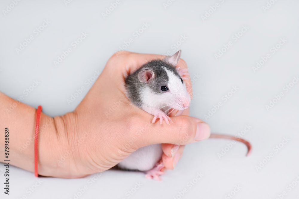 Young gray rat in female hand isolated on white. Young gray rat in female hand isolated on white.
