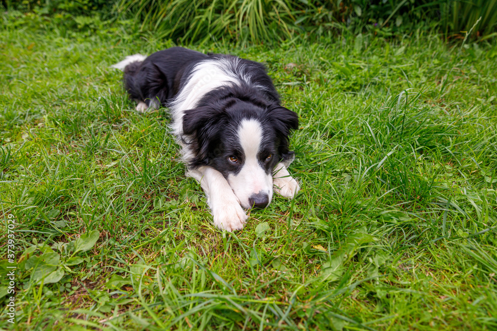 Outdoor portrait of cute smiling puppy border collie lying down on grass park background. Little dog with funny face in sunny summer day outdoors. Pet care and funny animals life concept Outdoor portrait of cute smiling puppy border collie lying down on grass park background. Little dog with funny face in sunny summer day outdoors. Pet care and funny animals life concept