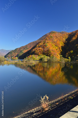 裏磐梯の秋元湖に浮かぶ数々の小島と山々の紅葉、堤防のススキ