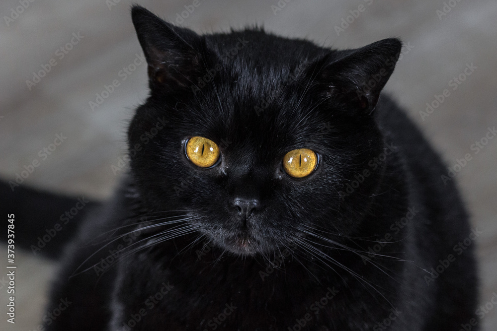 Black cat. The breed is Scottish Straight. The symbol of happiness. Superstition about unhappiness. Friday the 13th. Soft wool. Thick undercoat. Muzzle of a cat close-up. Eyes yellow, orange and amber Black cat. The breed is Scottish Straight. The symbol of happiness. Superstition about unhappiness. Friday the 13th. Soft wool. Thick undercoat. Muzzle of a cat close-up. Eyes yellow, orange and amber