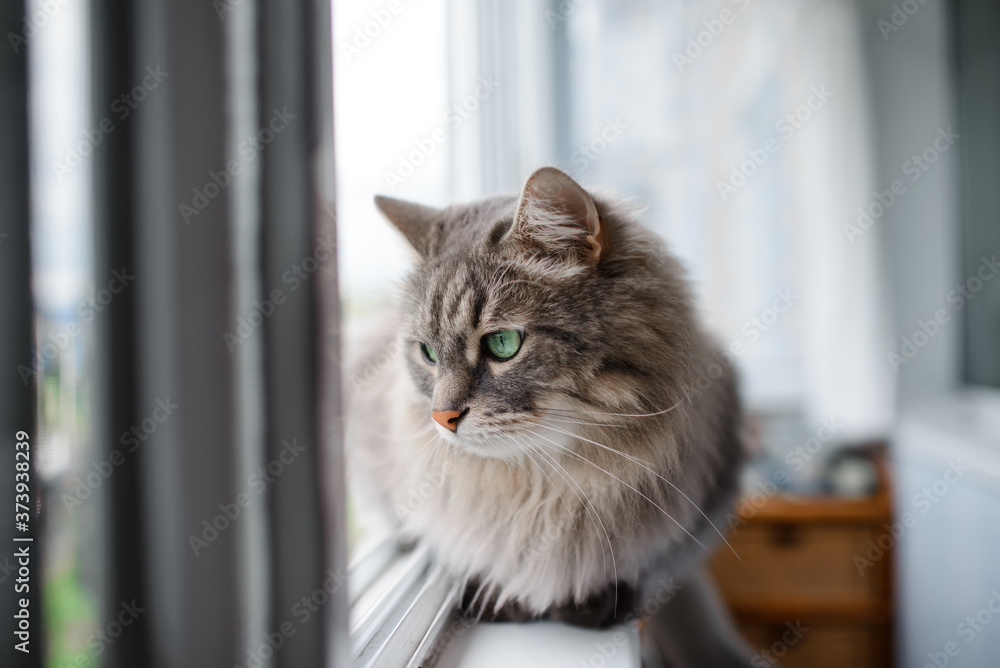 The cat sits by the window and looks out into the street. Gray cat with green eyes portrait.