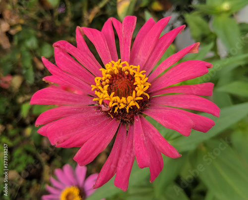red Echinacea purpurea blossom with yellow stamens showed in summer