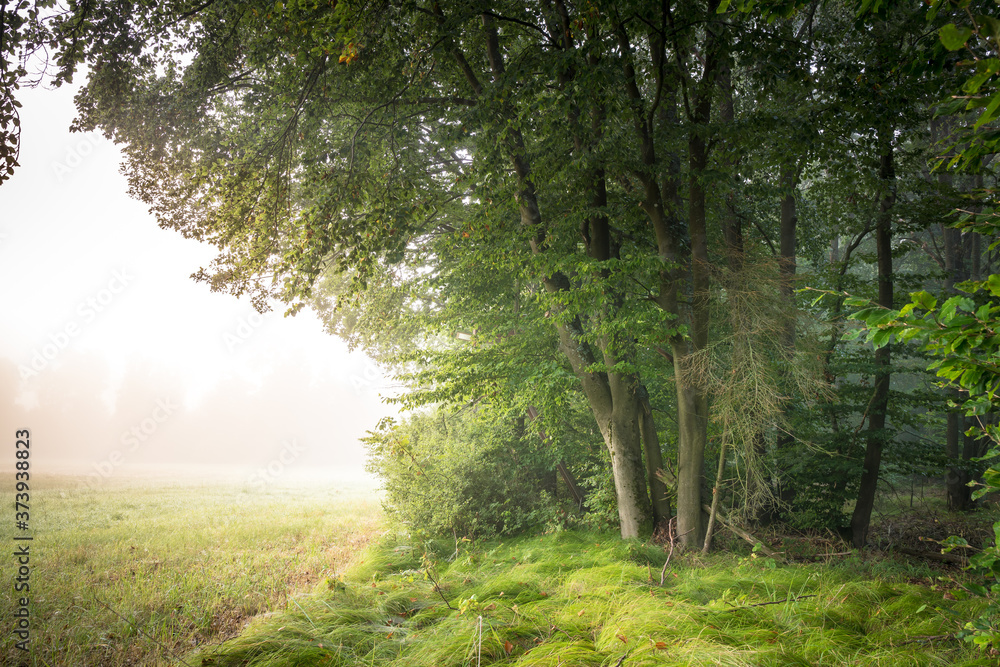 Naklejka premium Forest