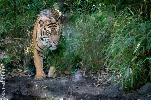 tiger walking through the jungle