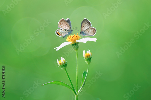 
two butterflies are hanging out on a flower