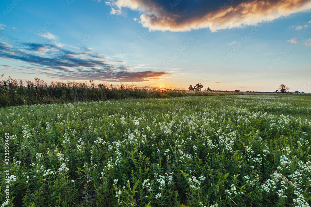 green field under the beautiful blue cloudy sky at sunset green field under the beautiful blue cloudy sky at sunset