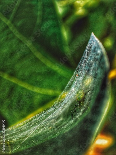 Pająk ukryty pod pajęczyną na liściu