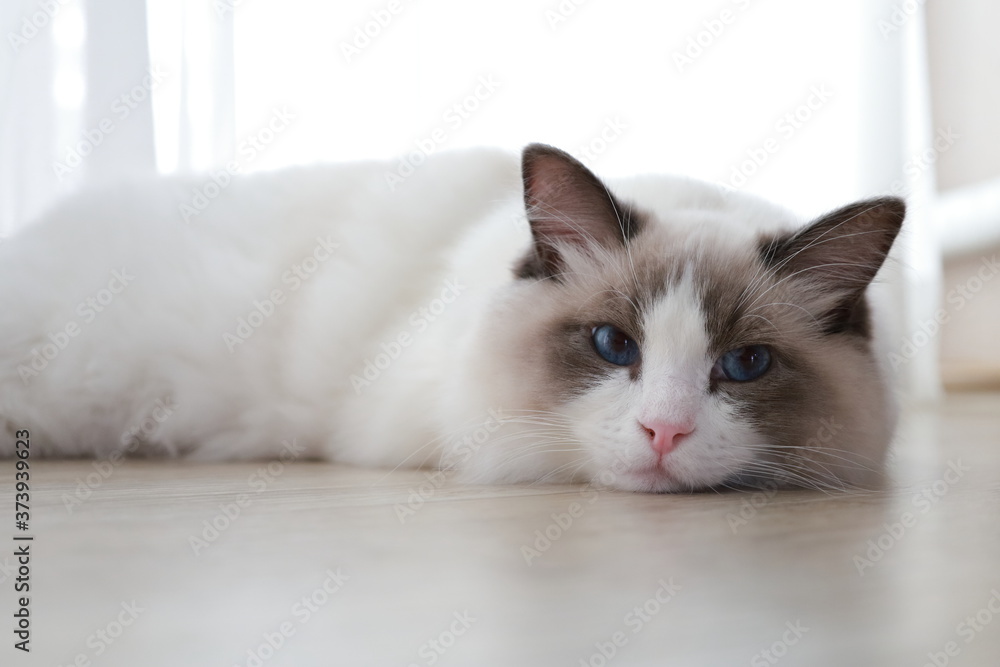더워서 바닥에 엎드린 파란눈의 랙돌 고양이