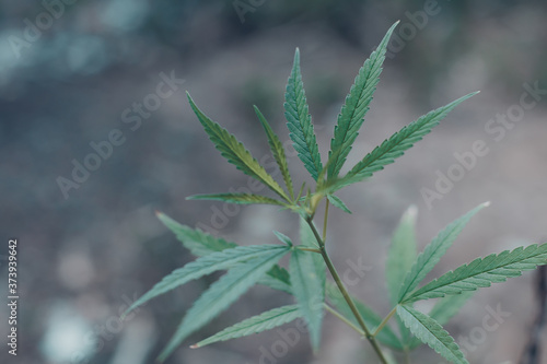 Green leaf of cannabis  background image. Thematic photos of hemp and marijuana