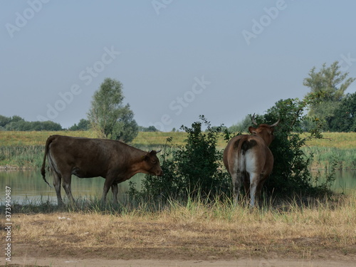 Fototapeta Naklejka Na Ścianę i Meble -  bulls and cows  on pasture