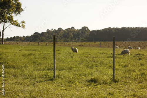 Sheep behind the fence