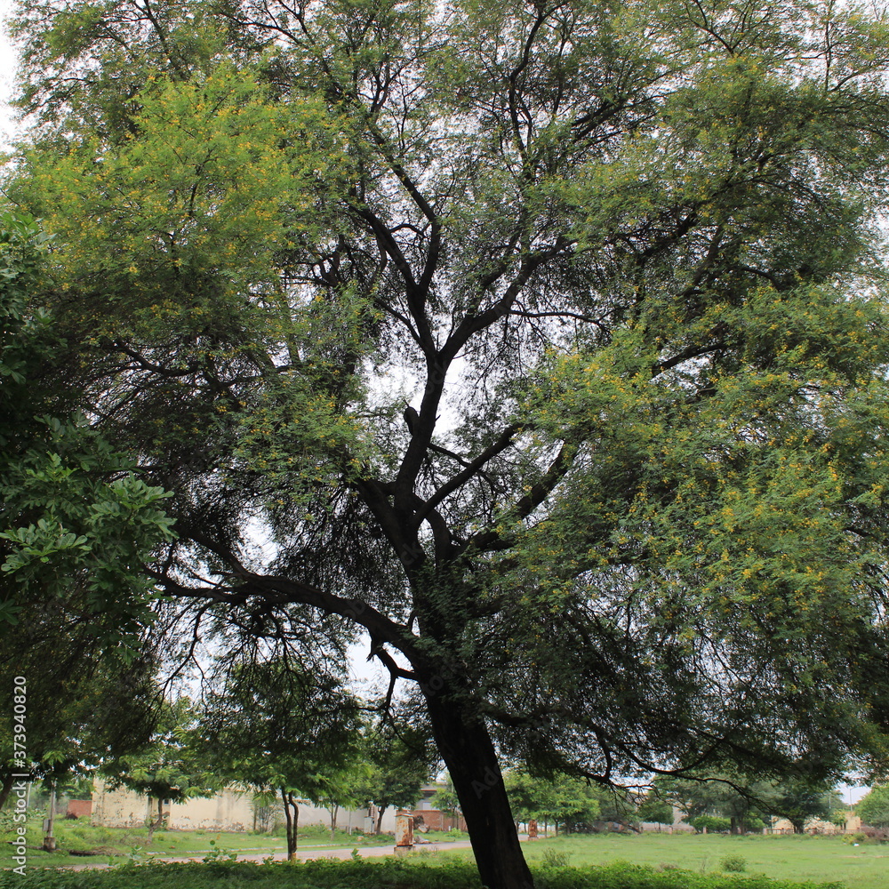 Tree with large branches with green leaves and yellow flowers during monsoon 