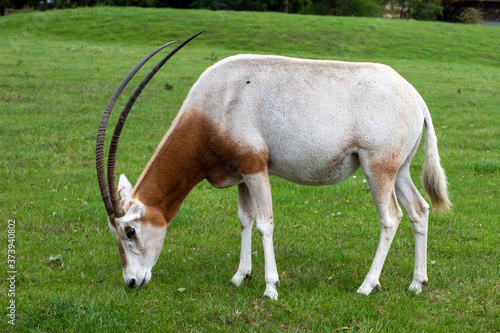 antelope in green grass