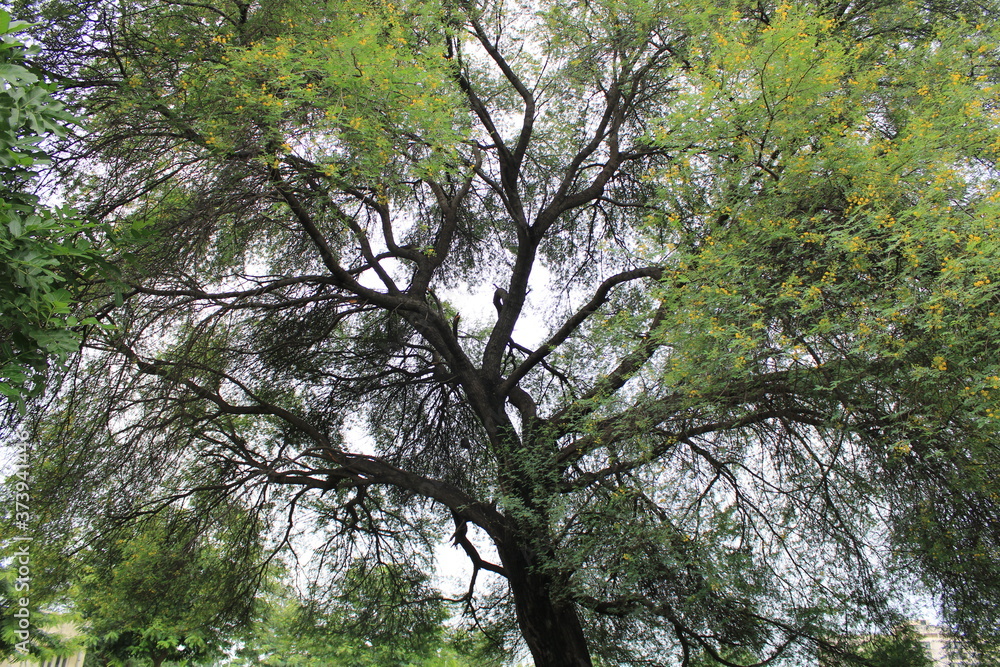 Fototapeta premium Tree with large branches with green leaves and yellow flowers during monsoon