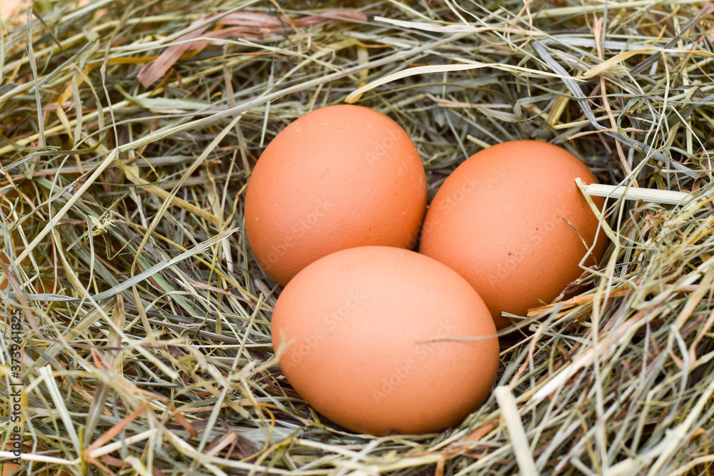 Chicken eggs lie on the hay
