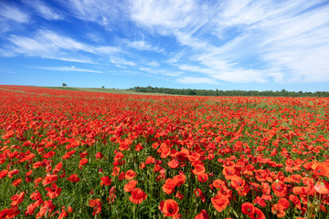 Papier peint photo Salle à manger Champ de coquelicots en été  © Piotr Krzeslak