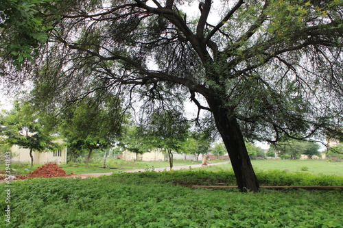 Tree with large branches with green leaves and yellow flowers during monsoon 