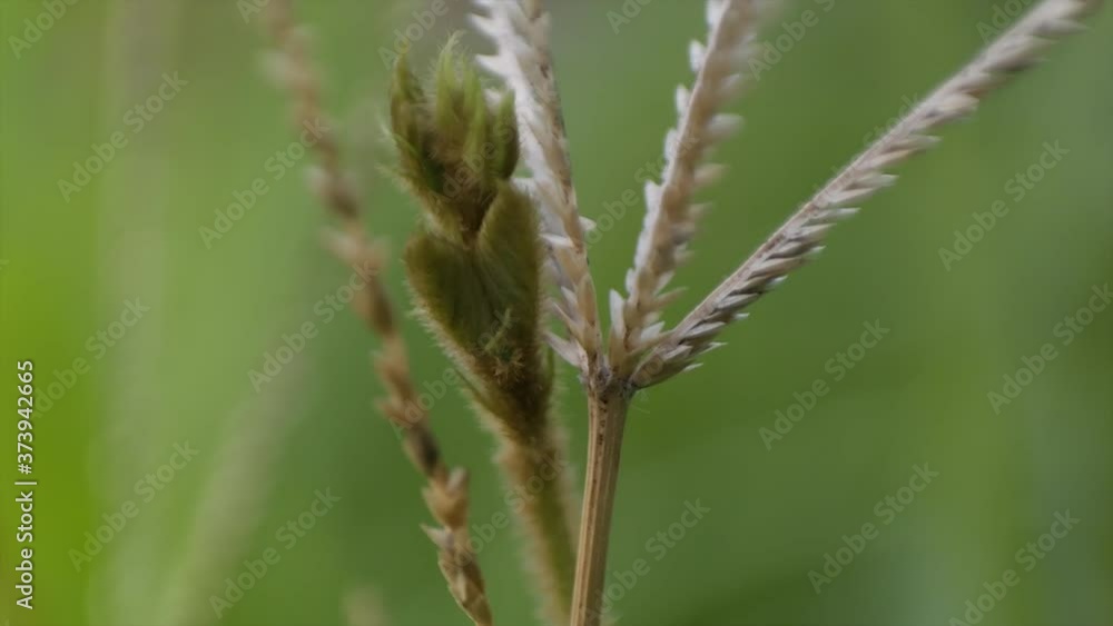 Eleusine coracana, or finger millet, is an annual herbaceous plant widely grown as a cereal crop in the arid and semiarid areas in Africa and Asia Eleusine coracana, or finger millet, is an annual herbaceous plant widely grown as a cereal crop in the arid and semiarid areas in Africa and Asia