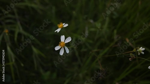 Ranunculus peltatus, is a plant species in the genus Ranunculus, native to Europe, southwestern Asia and northern Africa photo