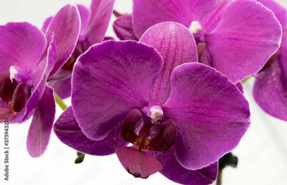 Beautiful orchid flowers on a wite background Beautiful orchid flowers on a wite background