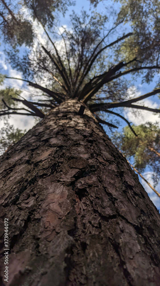 photo of a pine tree. view of the sky and the top of a tall pine tree. bottom view. forest landscape. vertical photo photo of a pine tree. view of the sky and the top of a tall pine tree. bottom view. forest landscape. vertical photo
