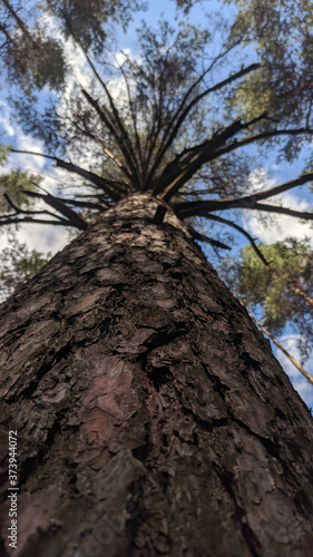 photo of a pine tree. view of the sky and the top of a tall pine tree. bottom view. forest landscape. vertical photo