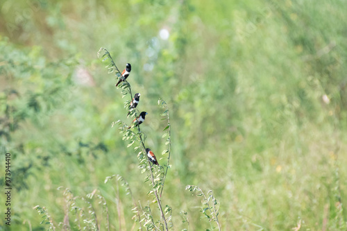 Tricoloured munia