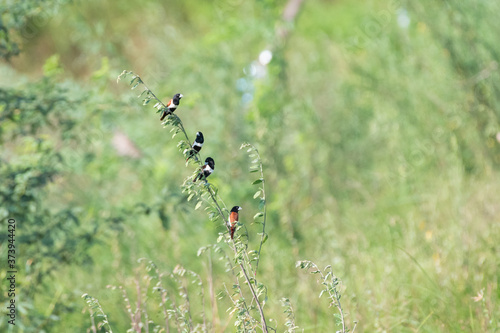 Tricoloured munia