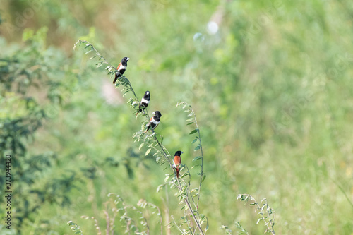 Tricoloured munia