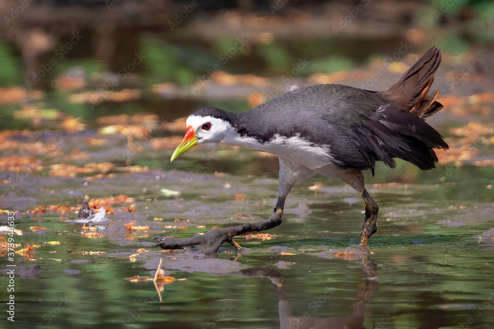 Obraz premium Image of white-breasted waterhen bird(Amaurornis phoenicurus) are looking for food in swamp on nature background. Bird. Animals.