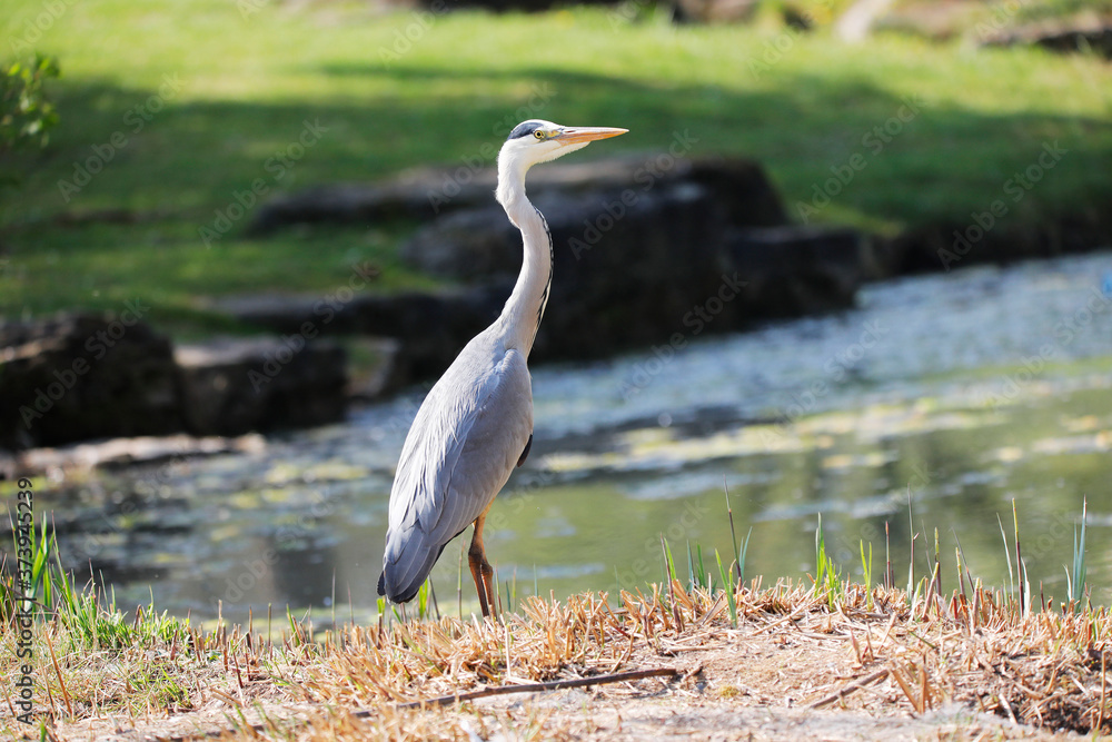 Fototapeta premium Grey Heron (Ardea cinerea) is hunting