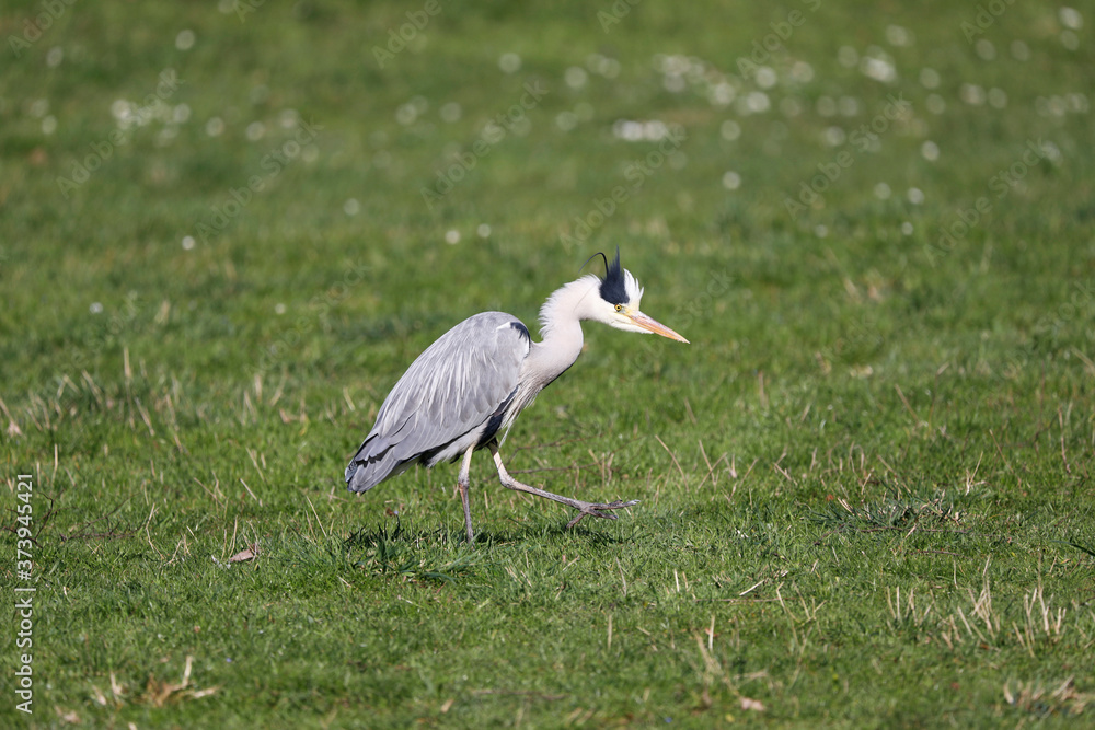 Fototapeta premium Grey Heron (Ardea cinerea) is hunting