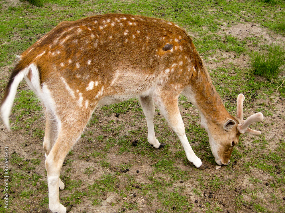 Young deer eat green grass. Deer on a background of green grass Young deer eat green grass. Deer on a background of green grass