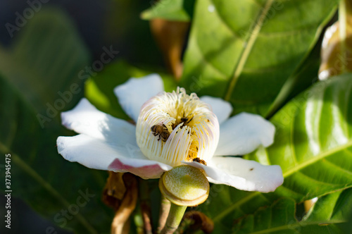bee on a flower