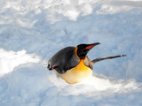 Penguin slip during winter with snow 