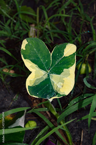 st patrick day