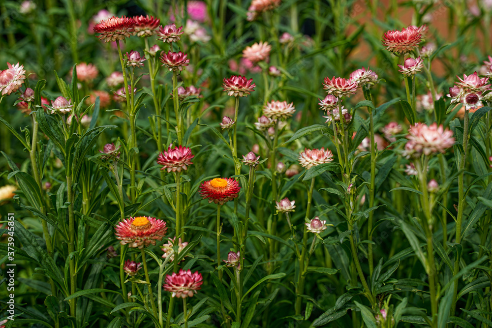 Field of blooming strawflowers. Paper daisy flowers in pink and apricot tones.