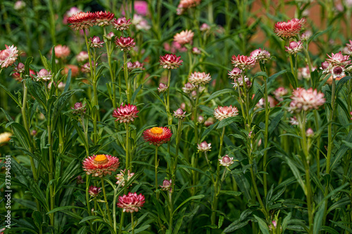 Field of blooming strawflowers. Paper daisy flowers in pink and apricot tones.