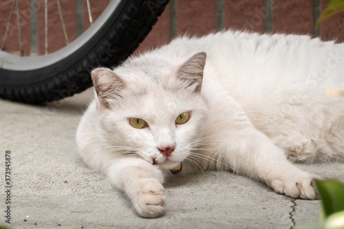 domestic white cat sleep