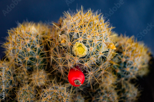 cactus in bloom