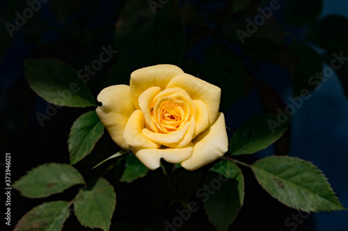 three yellow roses